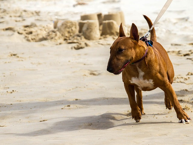 chien en promenade tirant légèrement sur sa laisse 