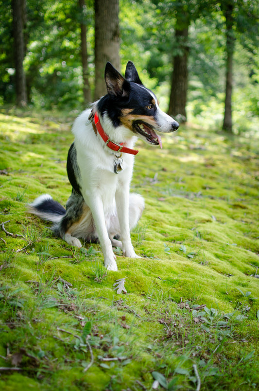 chien portant un collier confortable pour promenade