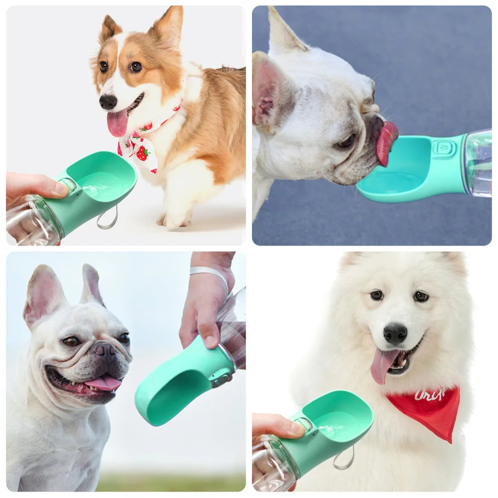 photos de chiens buvant de l'eau avec le distributeur turquoise et vert.