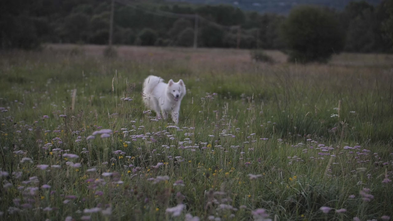 Charger la vidéo : 